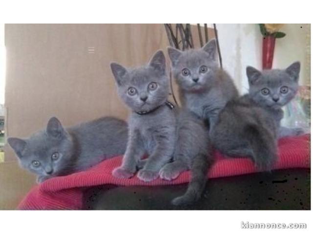 A Donner Chaton Sacré De Birmanie