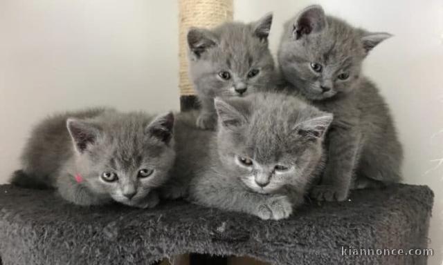 A Donner Chaton Sacré De Birmanie