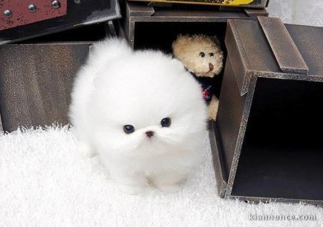 A donne  choits spitz nain