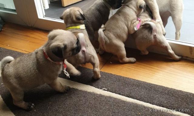 Adorable chiots carlin