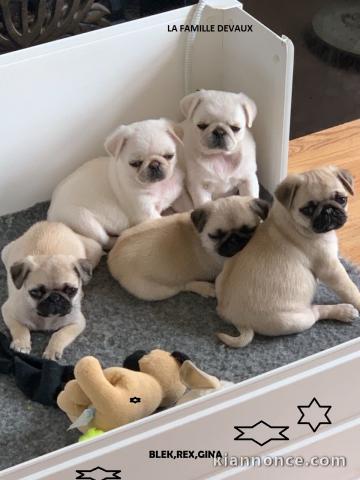 Adorable chiots carlin