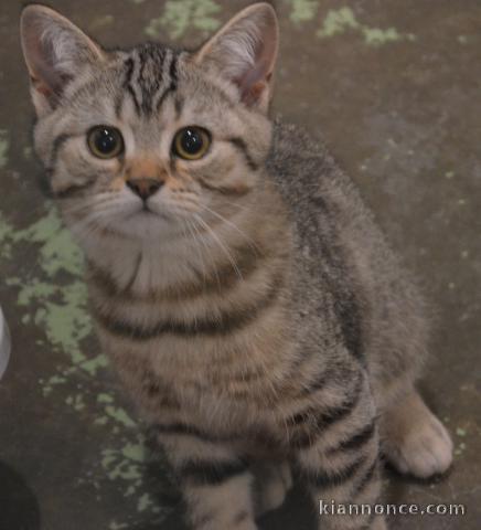 British shorthair élevage agréé HK23503304