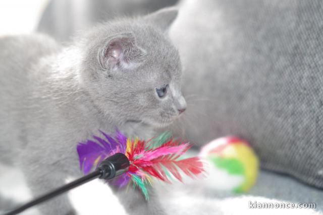 Chatons type Bleu Russe Disonible à donner