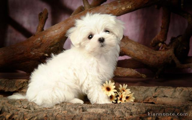 Chiot Bichon Maltais à donner