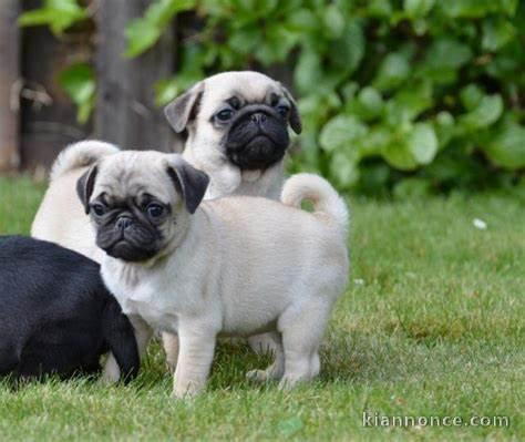 Donne magnifique chiot Calrin