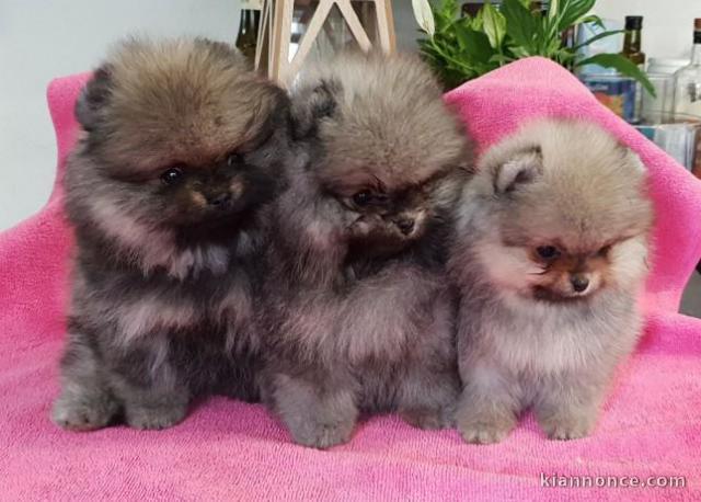 Magnifiques Chiots Spitz Nain Poméranien Pure Race