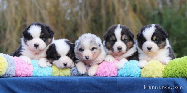 Magnifiques Chiots Berger Australien Pure Race