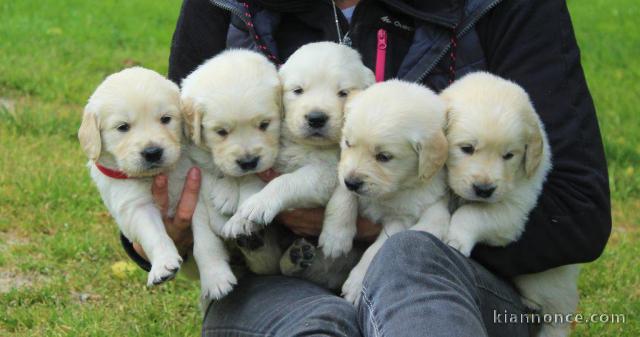 Magnifiques Chiots Golden Retriever Pure Race