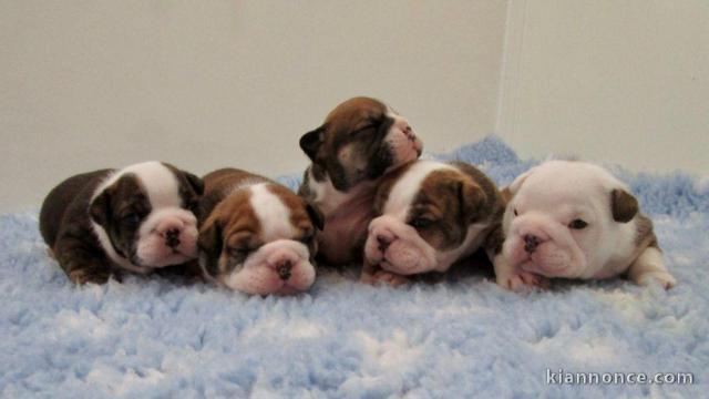 Magnifiques Chiots Bulldog Anglais