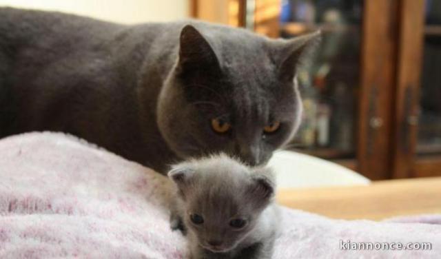 Superbes Chatons Chartreux Pure Race Pedigree