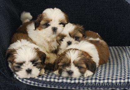 Très Beaux Chiots Shih Tzu Pure Race disponibles tout de suite