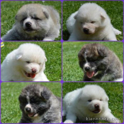 Chiots Akita Inu Pure Race,Très Haute Lignée