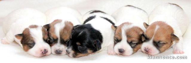 Sublimes Chiots Jack Russel Pure Race