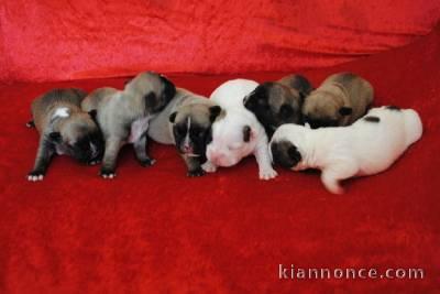 Magnifiques Chiots Bouledogues Français Pure Race