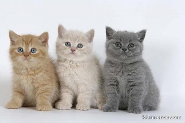 Superbes Chatons British Shorthair Pure Race