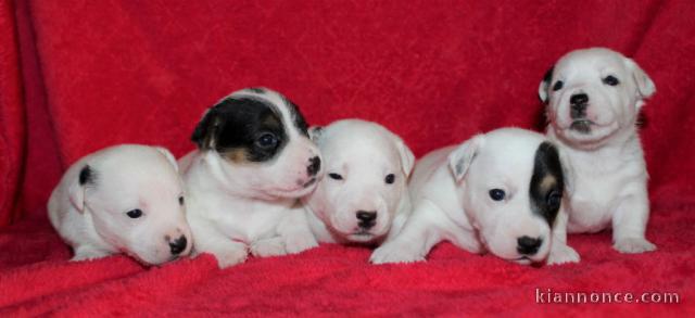 Sublimes Chiots Jack Russel Pure Race