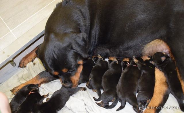 Magnifiques Chiots Rotweiller Pure Race 