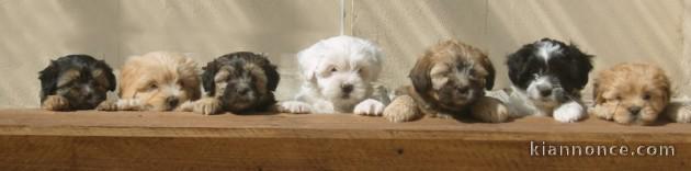 Superbes Chiots Bichon Havanais Pure Race Pedigree