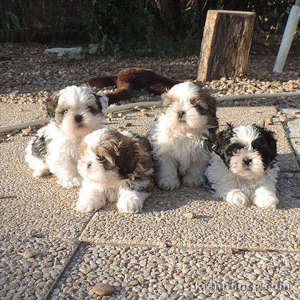 Exceptionnels Chiots Shih Tzu Pure Race