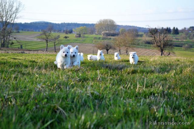 Extraordinaires Chiots Berger Blanc Suisse Pure Race