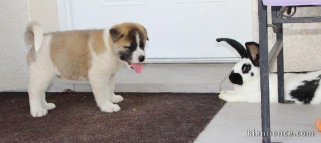 Sublimes Chiots Shiba Inu Pure Race et Pedigree pure lignée champ