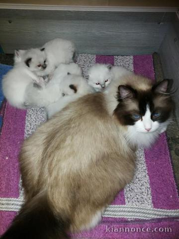 Superbes Chatons Ragdoll Pure Race