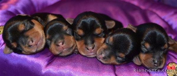 Superbes Chiots Yorkshire Terrier Pure Race issus de grandes lign