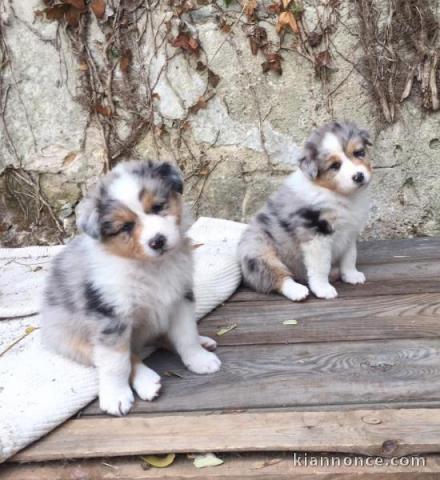 Chiots berger australien à donner