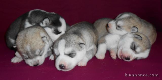 Superbes Chiots Siberian Husky Pure Race