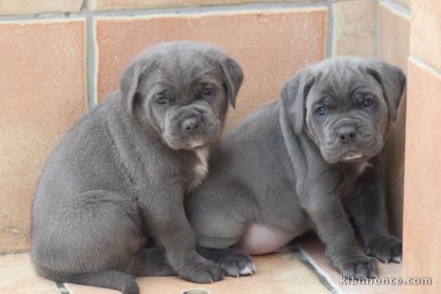 Chiots disponible bébés Cane Corso