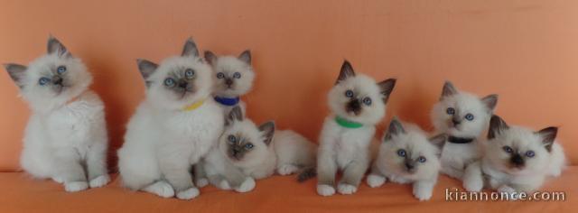 Magnifiques Chatons Sacré de Birmanie Pure Race