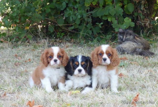 Adorables Chiots Cavalier King Charles Pure Race 