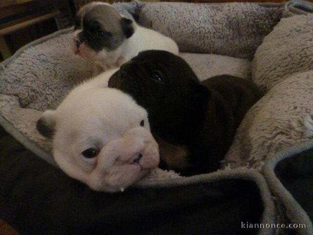 Magnifiques Chiots Bouledogues Français Pure Race