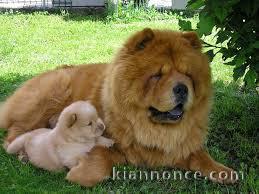 Magnifiques Chiots Chow Chow Pure Race Pedigree