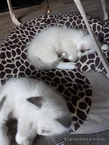 magnifiques chatons a reserver 