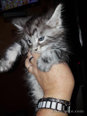 chatons maine coon pour adoption