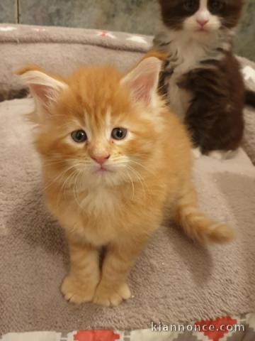 Chatons Maine Coon LOOF