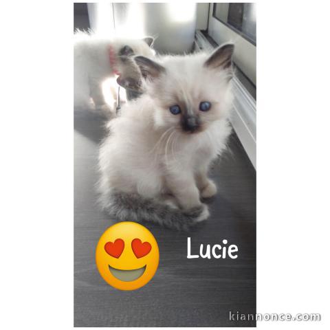  Chaton sacré de Birmanie