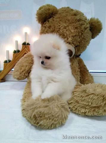 A donner chiots Spitz nains blancs