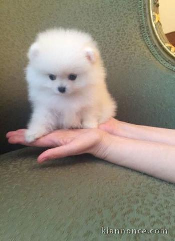 Adorable chiots spitz nain lof