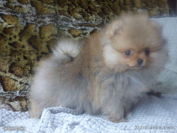 disponibles Chiots Spitz Nain