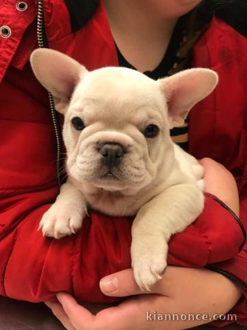  A donner chiots Bouledogue Francais