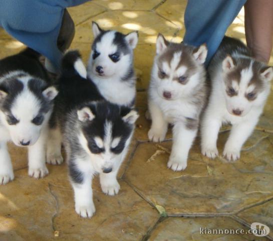 Magnifiques Chiots Husky Sibérien Lof