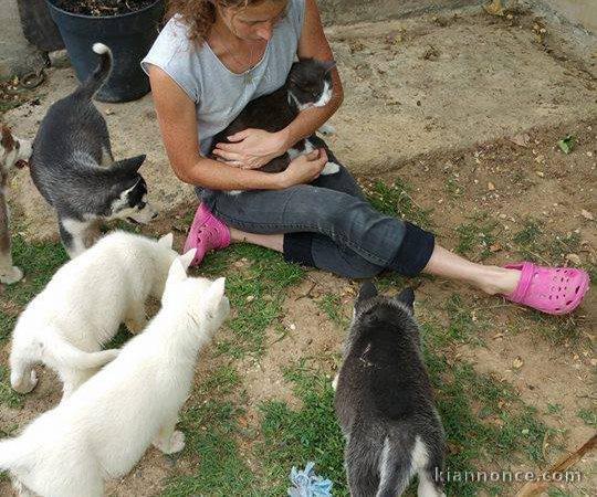 Magnifiques Chiots Husky Sibérien Lof