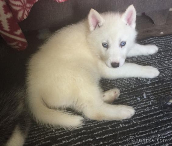 Magnifiques Chiots Husky Sibérien Lof