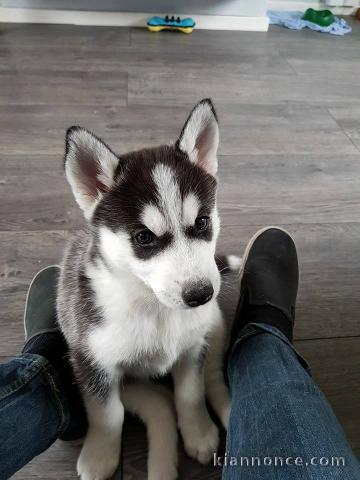 Magnifiques Chiots Husky Sibérien Lof