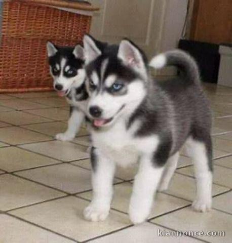 Magnifiques Chiots Husky Sibérien Lof