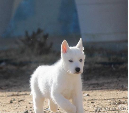 Disponibles «3 chiots husky sibérien