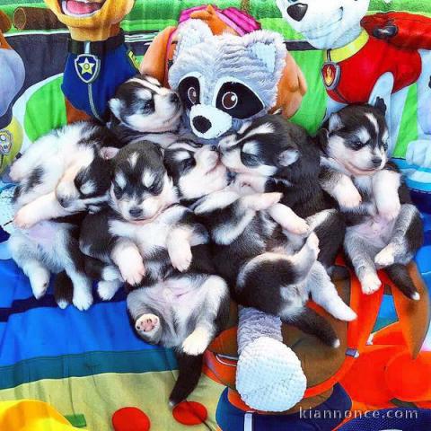 Disponibles «3 chiots husky sibérien