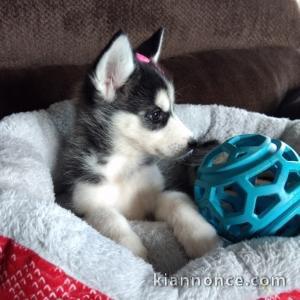 Disponibles «3 chiots husky sibérien